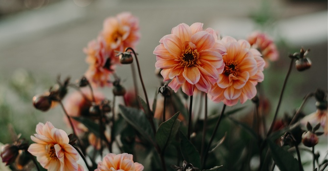 Free 15-Minute Initial Consultation